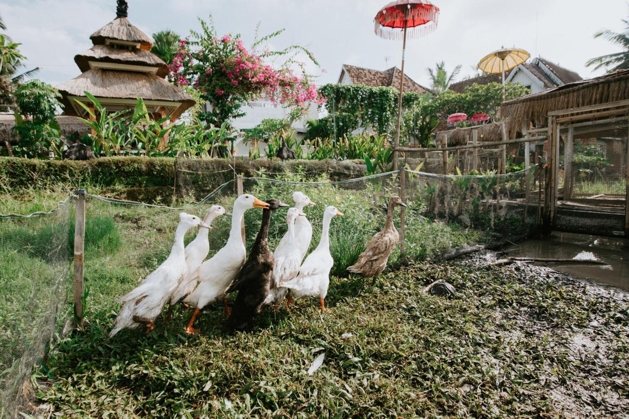 The Rice Joglo Eco-Stay Ubud Exterior foto