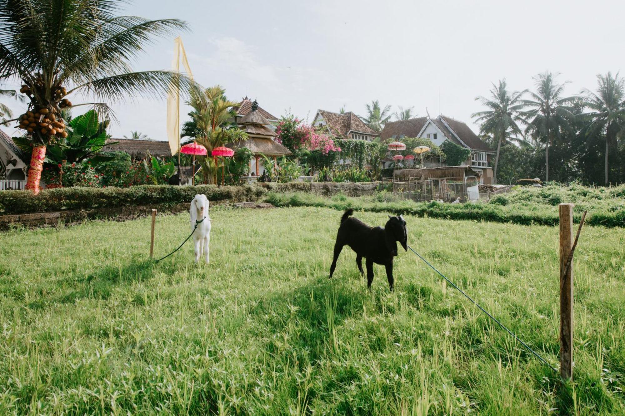 The Rice Joglo Eco-Stay Ubud Exterior foto